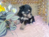 Lily, a female Australian Shepherd and Maltipoo for sale in Maysville, KY – Photo 2 of 4