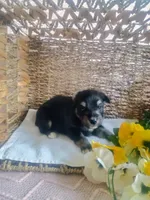 Lily, a female Aussiedoodle for sale in Maysville, KY – Photo 2 of 5