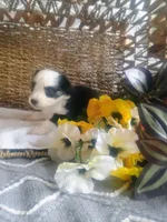 Aster, a male Aussiedoodle for sale in Maysville, KY – Photo 4 of 6