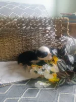 Aster, a male Aussiedoodle for sale in Maysville, KY – Photo 2 of 6