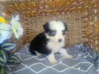 Aster, a male Australian Shepherd and Maltipoo for sale in Maysville, KY – Photo 1 of 4