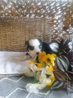 Aster, a male Aussiedoodle for sale in Maysville, KY – Photo 6 of 6