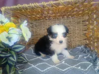 Aster, a male Australian Shepherd and Maltipoo for sale in Maysville, KY – Photo 4 of 4
