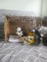 Aster, a male Aussiedoodle for sale in Maysville, KY – Photo 3 of 6