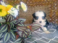 Aster, a male Australian Shepherd and Maltipoo for sale in Maysville, KY – Photo 2 of 4