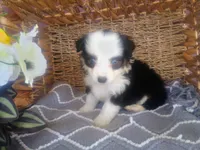 Aster, a male Australian Shepherd and Maltipoo for sale in Maysville, KY – Photo 3 of 4