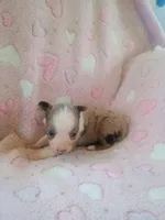 Chloe , a female Toy Australian Shepherd for sale in Maysville, KY – Photo 4 of 4