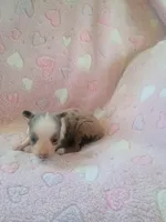 Chloe , a female Toy Australian Shepherd for sale in Maysville, KY – Photo 3 of 4