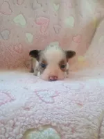 Chloe , a female Toy Australian Shepherd for sale in Maysville, KY – Photo 2 of 4