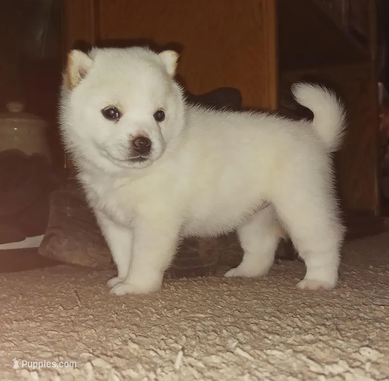 ET – Shiba Inu puppy for sale in Hamburg, NY