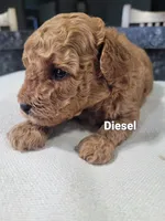 AKC. Diesel, a male Poodle - Toy  for sale in Odon, IN – 2 of 2