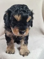 Max (on hold), a male Cavapoo for sale in Odon, IN – 4 of 5