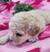 Hazel , a female Cavapoo for sale in Odon, IN – 4 of 6