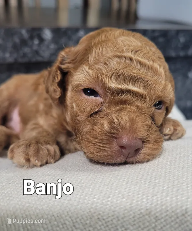 AKC Banjo  – Poodle - Toy  puppy for sale in Odon, IN
