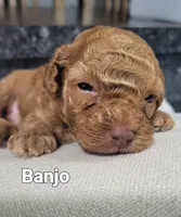 AKC Banjo , a male Poodle - Toy  for sale in Odon, IN – 1 of 2