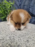 Muffin , a female Pomeranian for sale in Odon, IN – 3 of 3