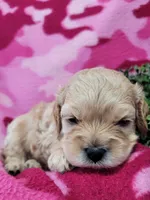 Honey, a female Cavapoo for sale in Odon, IN – 3 of 6