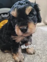 Murphy (on hold), a male Cavapoo for sale in Odon, IN – 2 of 8