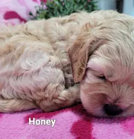 Honey, a female Cavapoo for sale in Odon, IN – 2 of 6