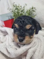Murphy , a male Cavapoo for sale in Odon, IN – 4 of 6