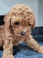 Akc Leo, a male Poodle - Toy  for sale in Odon, IN – 3 of 6