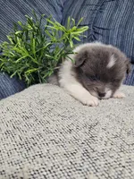 Cookie , a female Pomeranian for sale in Odon, IN – 4 of 4