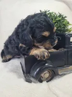 Muffin , a male Cavapoo for sale in Odon, IN – 4 of 6