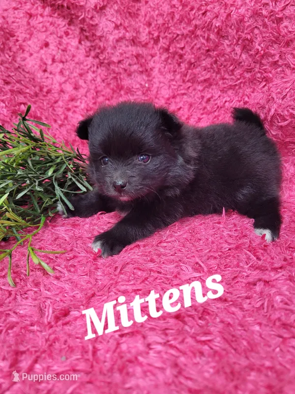 Mittens  – Pomeranian puppy for sale in Odon, IN