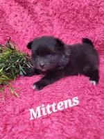 Mittens , a female Pomeranian for sale in Odon, IN – 1 of 3
