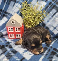 Murphy , a male Cavapoo for sale in Odon, IN – 5 of 6