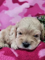 Honey, a female Cavapoo for sale in Odon, IN – 4 of 6