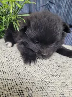 Mittens , a female Pomeranian for sale in Odon, IN – 2 of 3