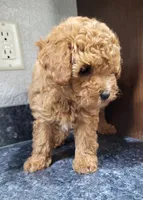 Akc Leo, a male Poodle - Toy  for sale in Odon, IN – 4 of 6