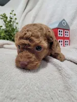 AKC Banjo (Pending), a male Poodle - Toy  for sale in Odon, IN – 2 of 4