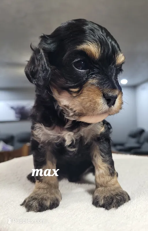 Max – Cavapoo puppy for sale in Odon, IN
