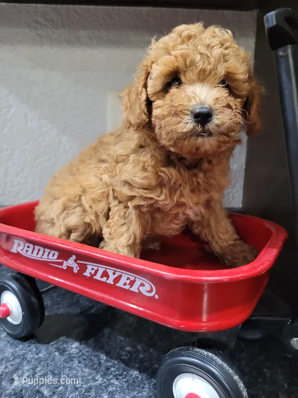 Akc Leo, a male Poodle - Toy  for sale in Odon, IN – 1 of 6
