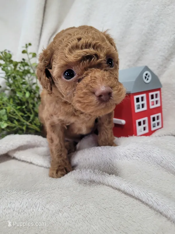 AKC Banjo  – Poodle - Toy  puppy for sale in Odon, IN