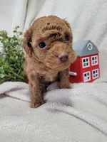 AKC Banjo (Pending), a male Poodle - Toy  for sale in Odon, IN – 1 of 4