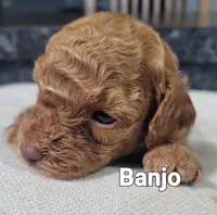 AKC Banjo , a male Poodle - Toy  for sale in Odon, IN – 2 of 2