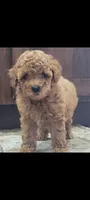 Akc Leo, a male Poodle - Toy  for sale in Odon, IN – 6 of 6
