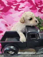Hazel , a female Cavapoo for sale in Odon, IN – 5 of 6