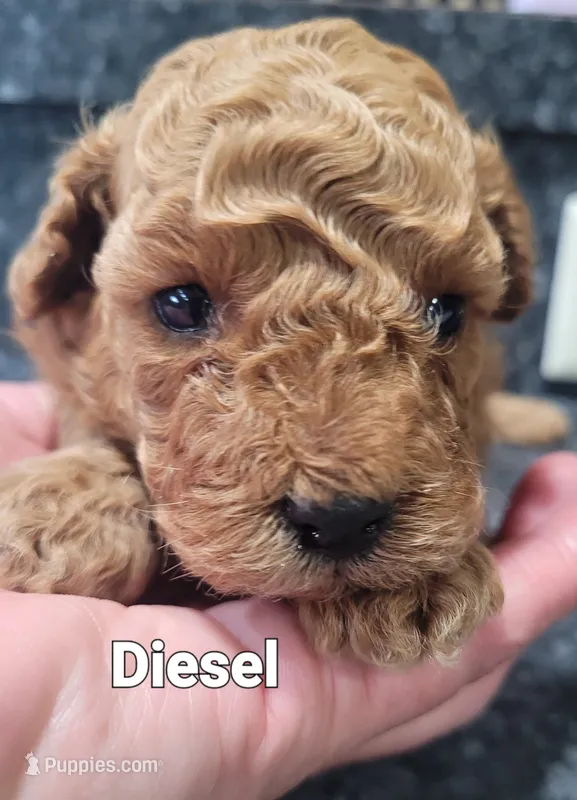 AKC. Diesel – Poodle - Toy  puppy for sale in Odon, IN