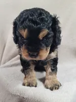 Max (on hold), a male Cavapoo for sale in Odon, IN – 5 of 5