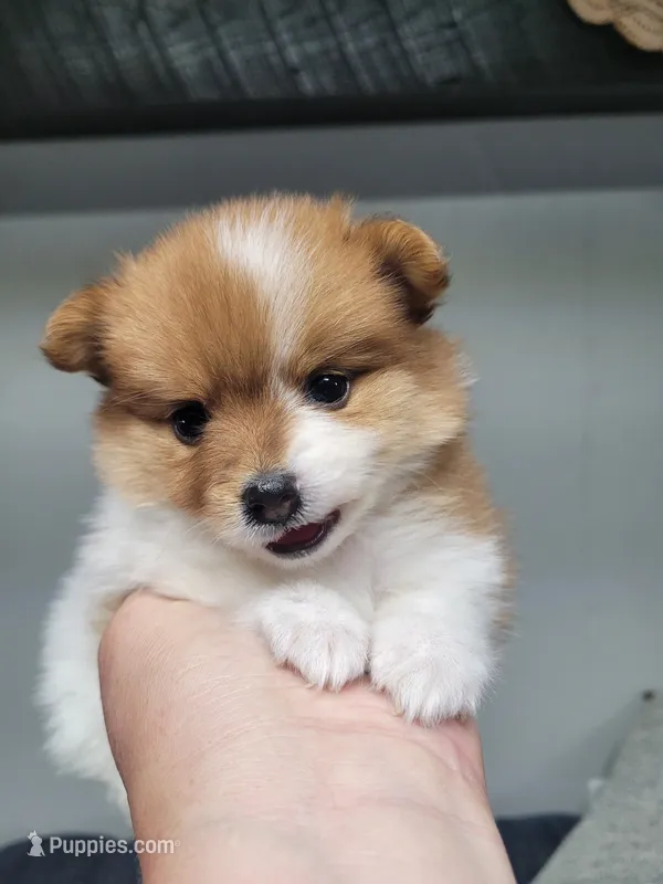 Muffin  – Pomeranian puppy for sale in Odon, IN