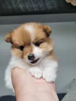 Muffin (on hold  ), a female Pomeranian for sale in Odon, IN – 1 of 5