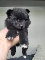 Mittens (on hold), a female Pomeranian for sale in Odon, IN – 2 of 5
