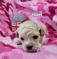 Hazel , a female Cavapoo for sale in Odon, IN – 3 of 6