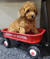 Akc Leo, a male Poodle - Toy  for sale in Odon, IN – 2 of 6