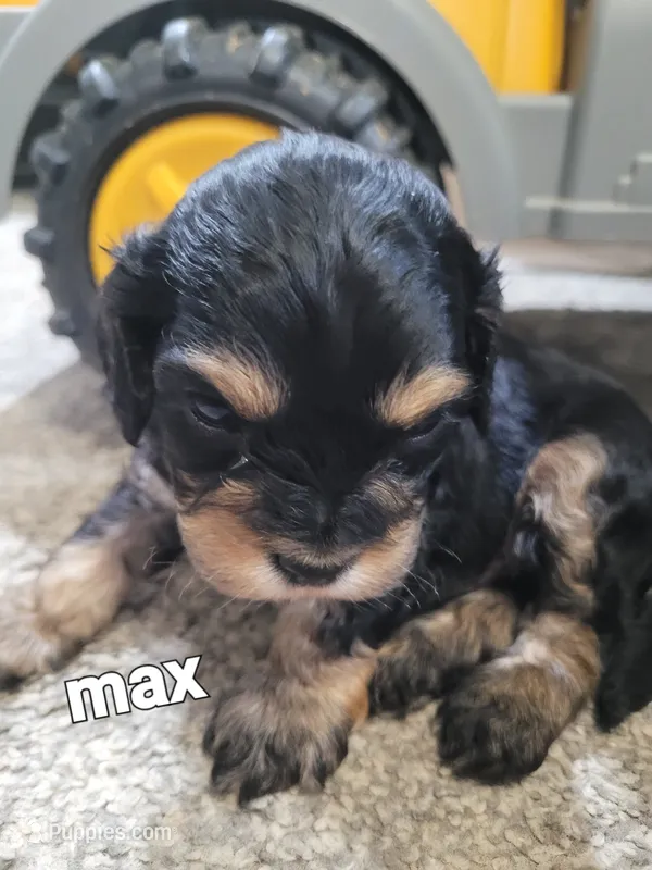 Max – Cavapoo puppy for sale in Odon, IN