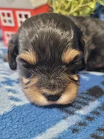 Max, a male Cavapoo for sale in Odon, IN – 4 of 6